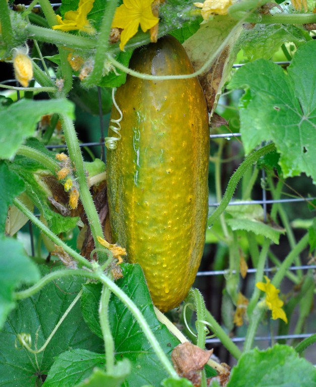 Bautzener Kastengurke_Gurke ausgereift (c) Dr. Matthias Berger.jpg