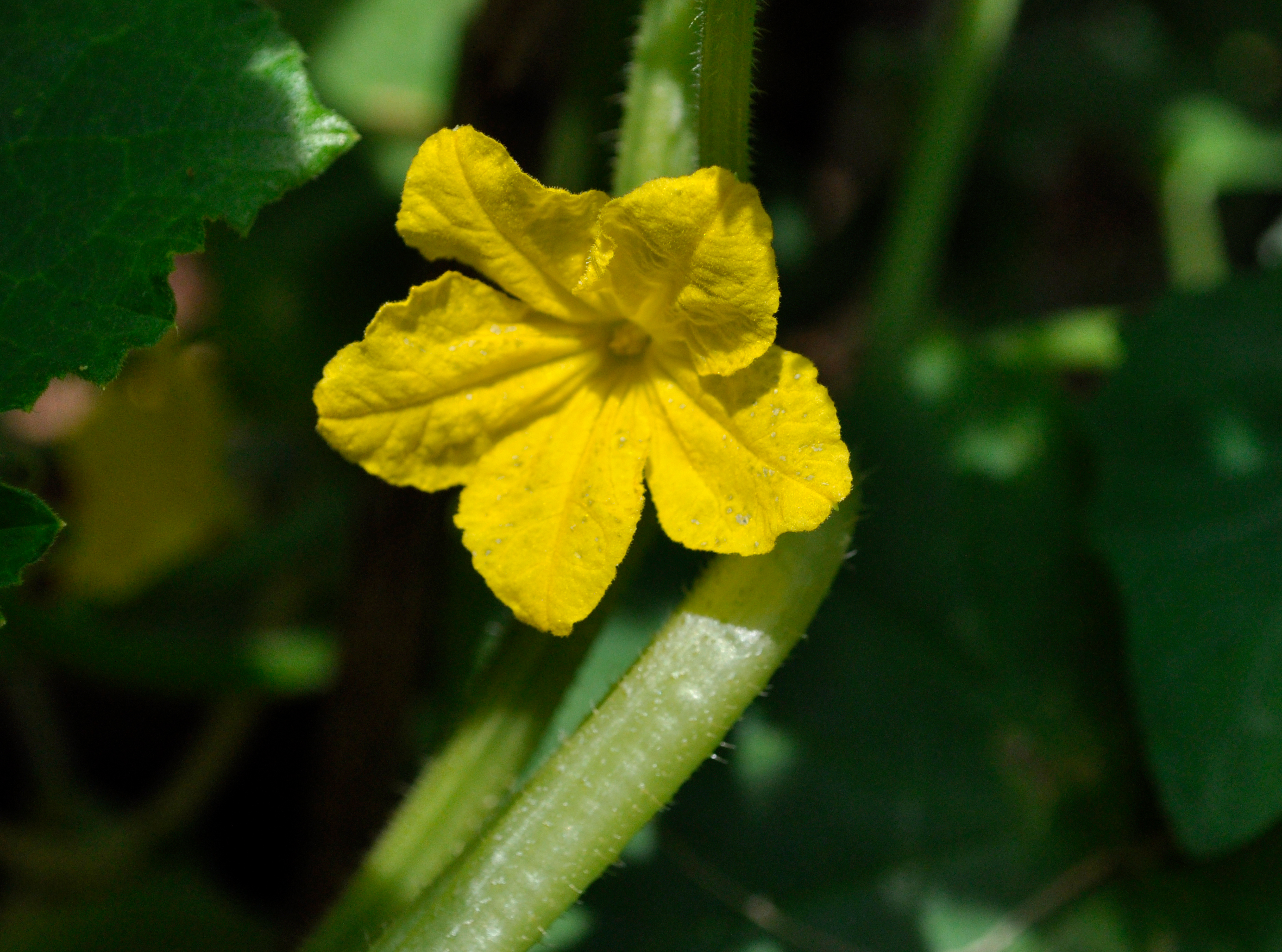 Bautzener Kastengurke_Pflanze mit Blüte (c) Dr. Matthias Berger.jpg