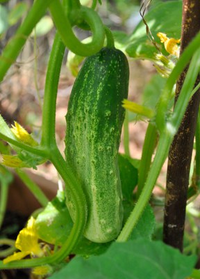 Bautzener Kastengurke_Pflanze mit Frucht (c) Dr. Matthias Berger.jpg