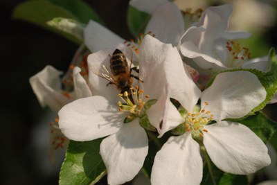 Apfelblüte Biene (c) Dr.Eckart Meyer.jpg