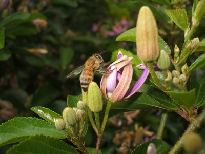 Biene_Blüte_© Slow Food Archiv.jpg