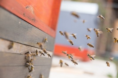 Bienen am Flugloch (c) volksbegehren-artenschutz BW.jpg