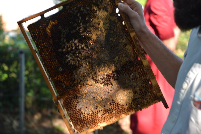 Bienen Event SFD und Misereor (c) Misereor.JPG