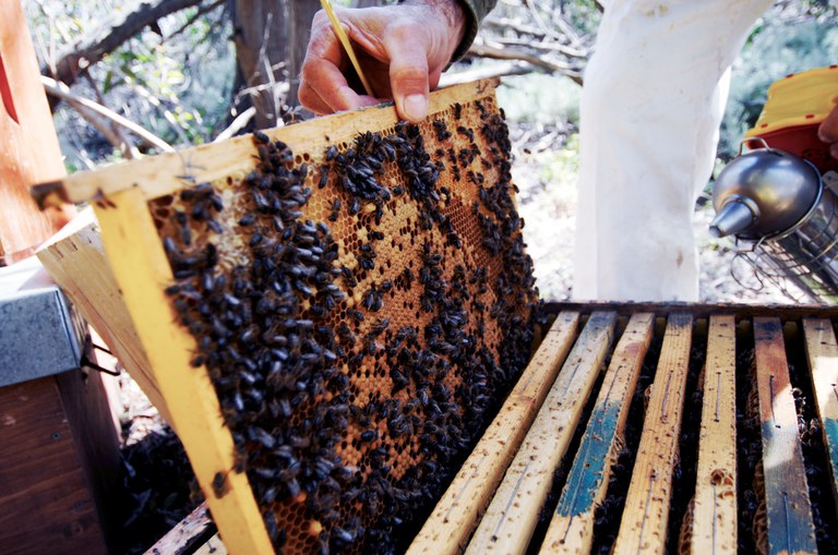 Bienenwaben © Alberto Peroli.jpg