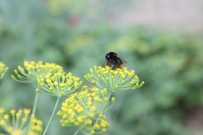 Steinhummel auf Dillpflanze