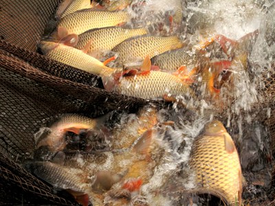 Herrliche Schuppenkarpfen im Netz des Fischhofs Bächer