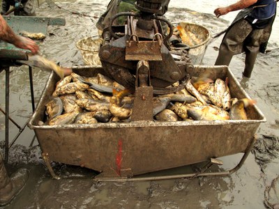 Kleine Schlammschlacht: Der Greifarm hievt die Fische ins Transportbecken.