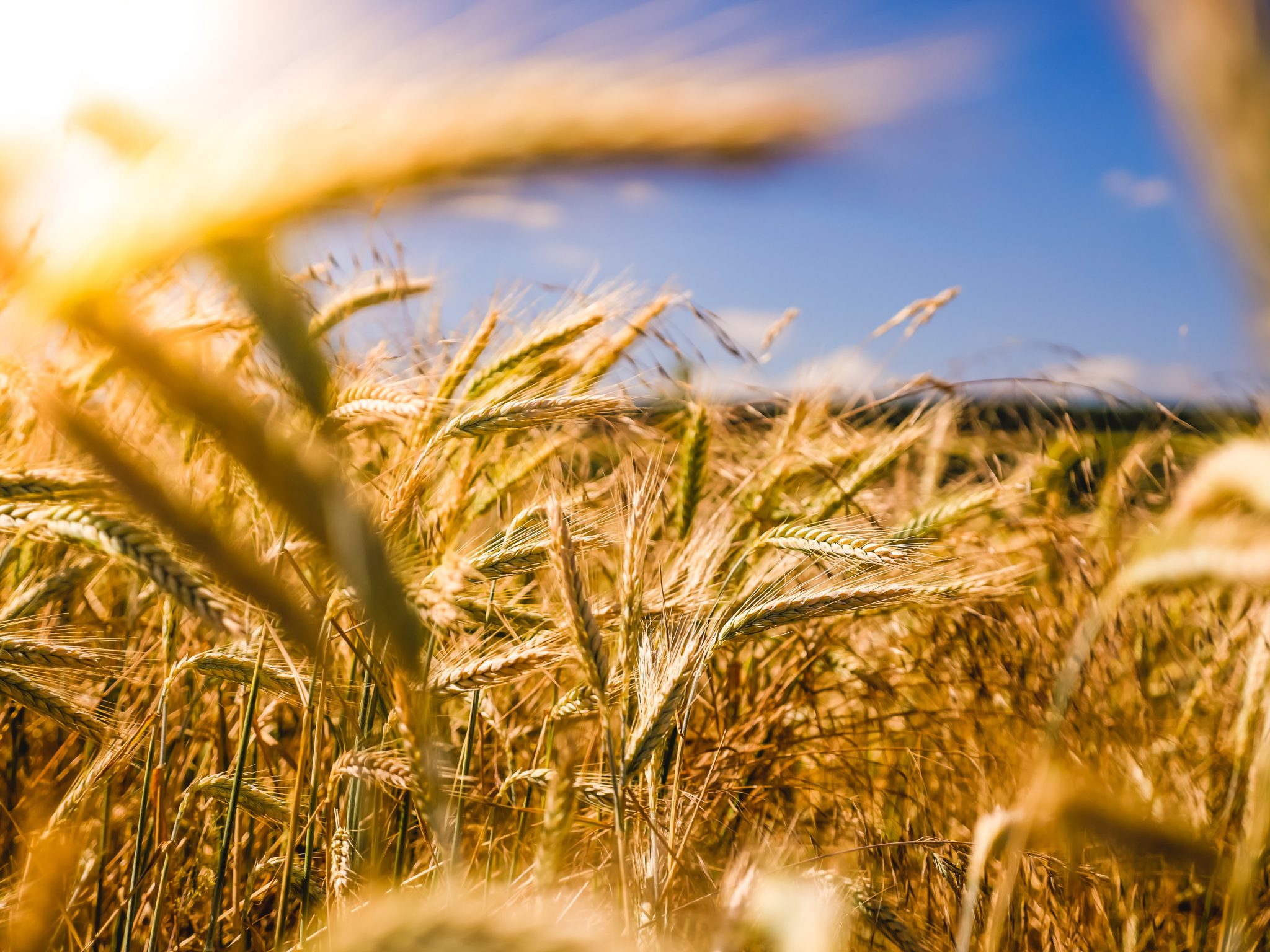 Wheat (c) unsplash.jpg