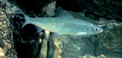 Blaufelchen eins (c) Fischereigenossenschaft der Bayerischen Bodenseeberufsfischer.jpg