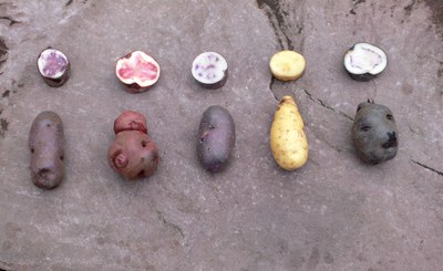 Kartoffel Vielfalt