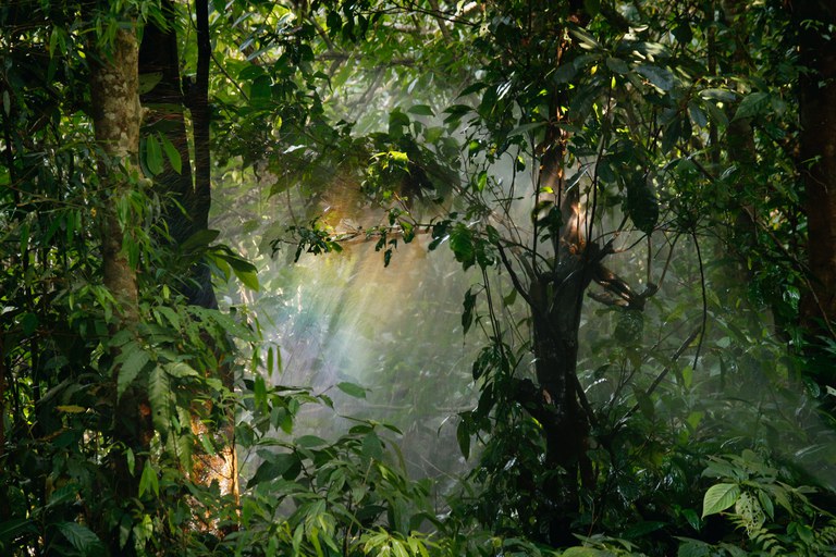 Rainforest_(c)Pexels.jpg