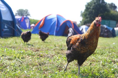 (c) Andrea Bolognin_Camping with chicken_SFYN Europe.JPG