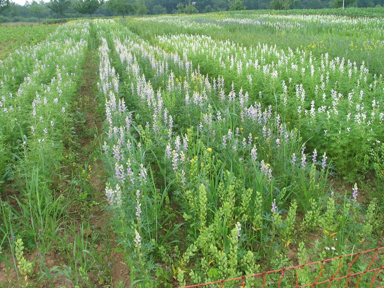 Sortenversuch Lupine.JPG