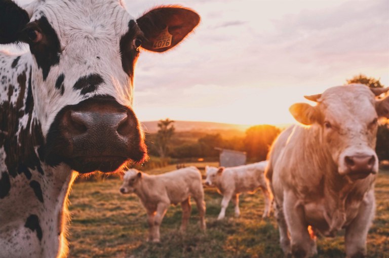 Cows (c) unsplash.jpg