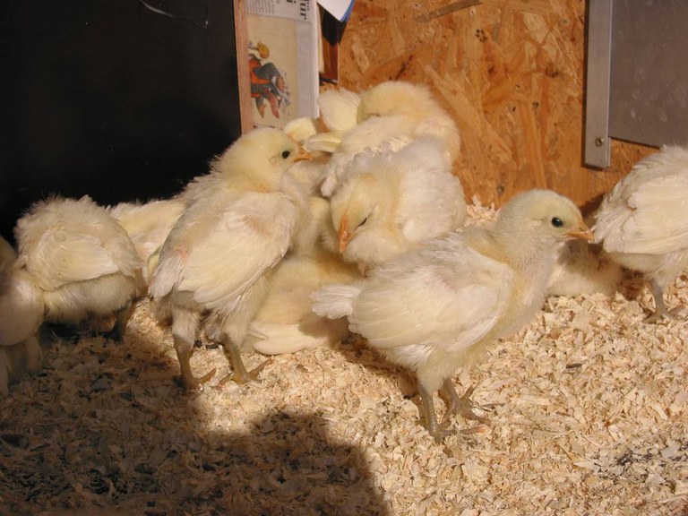 Ramelsloher Huhn_© Thomas Jensen.jpg