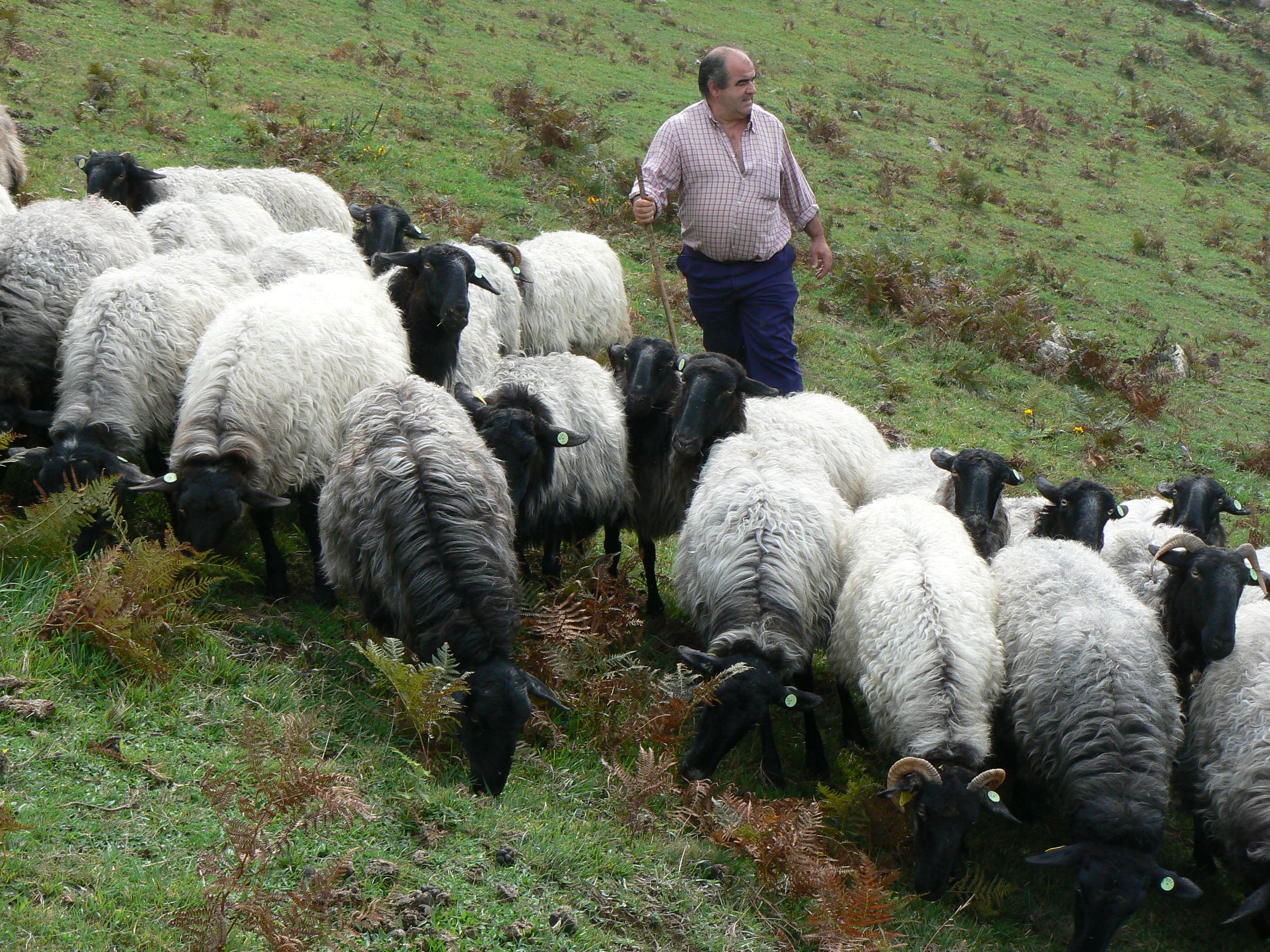 Schafe Spanien © Slow Food Archiv.JPG