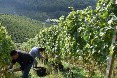 In den Weinbergen bei Durbach durften sich dieses Jahr Weinjournalisten aus ganz Deutschland über den Riesling hermachen (c) Ernst Büscher, Deutsches Weininstitut.jpg