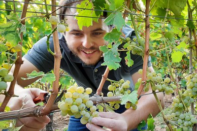 Marius Meyer vom Pfälzer Weingut Klaus Meyer bei der Lese von Sauvignon Blanc-Trauben in der Septemberhitze (c) Ernst Büscher, Deutsches Weininstitut.jpg