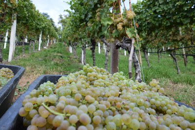 Riesling wird traditionell spät gelesen. In diesem Jahr im Badischen bei Durchbach aber schon Mitte und Ende September (c) Ernst Büscher, Deutsches Weininstitut.jpg