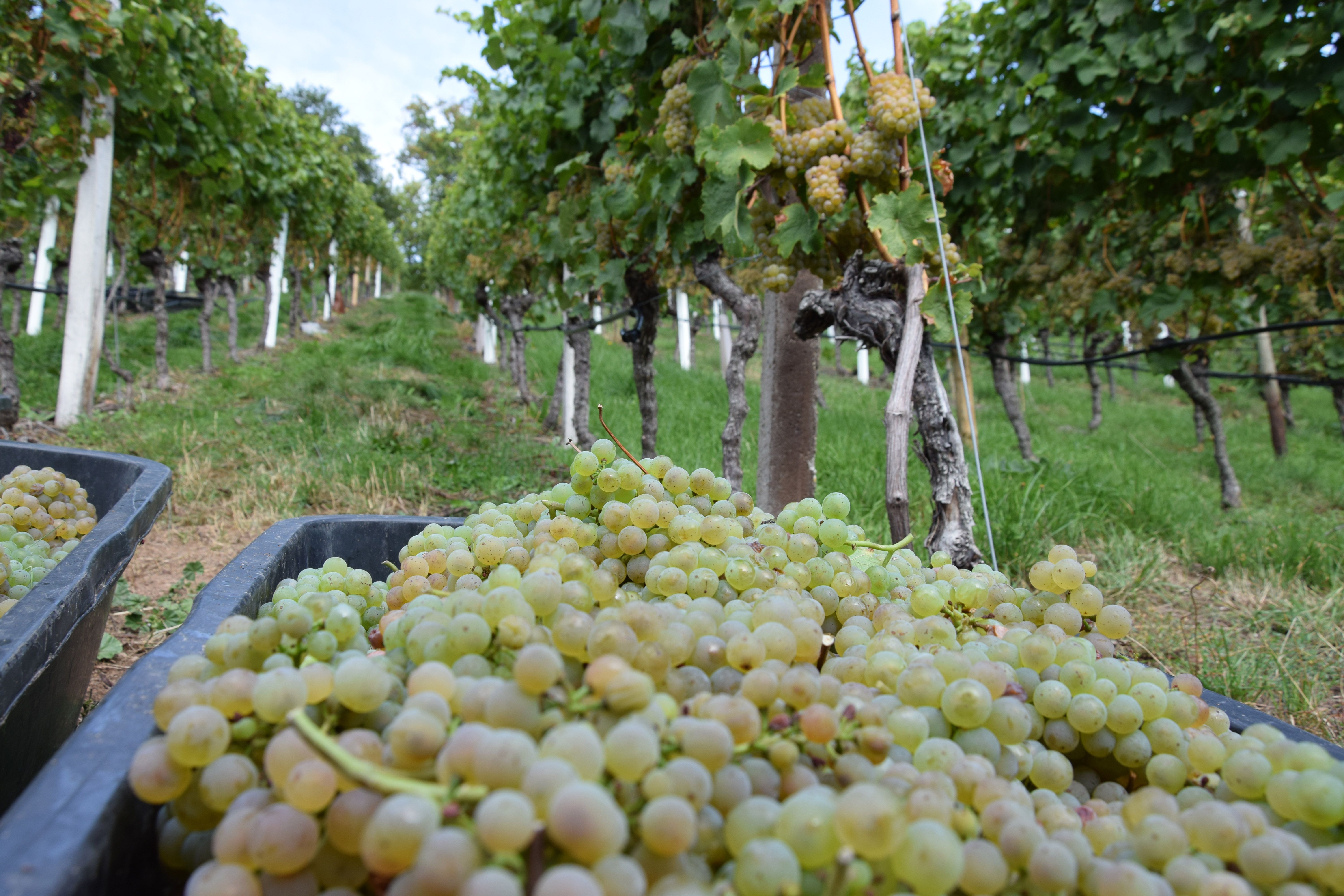 Riesling wird traditionell spät gelesen. In diesem Jahr im Badischen bei Durchbach aber schon Mitte und Ende September (c) Ernst Büscher, Deutsches Weininstitut.jpg