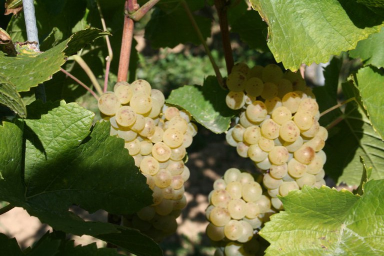 Weinberg (c) Weingut Zähringer.JPG