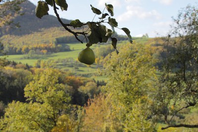 WiesenObst (c) Manufaktur Jörg Geiger.jpg