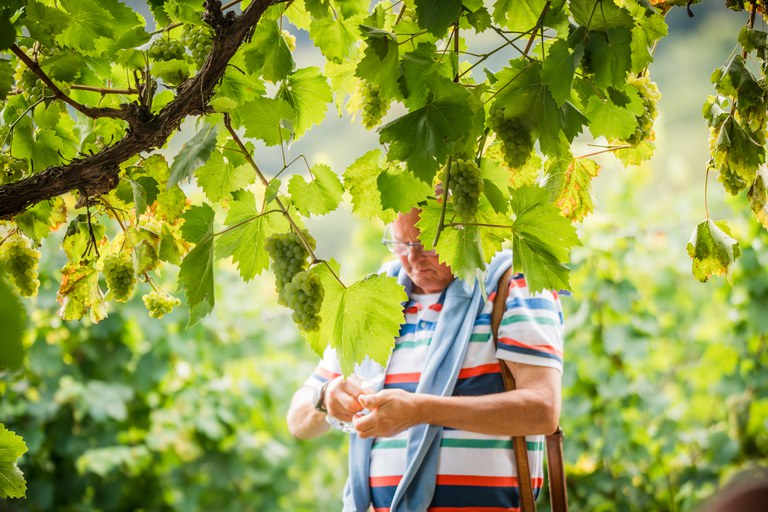 Hoffest Weingut Böcking Rebstockpatenschaften (c) FOTOMANIA G. Weyrich.JPG