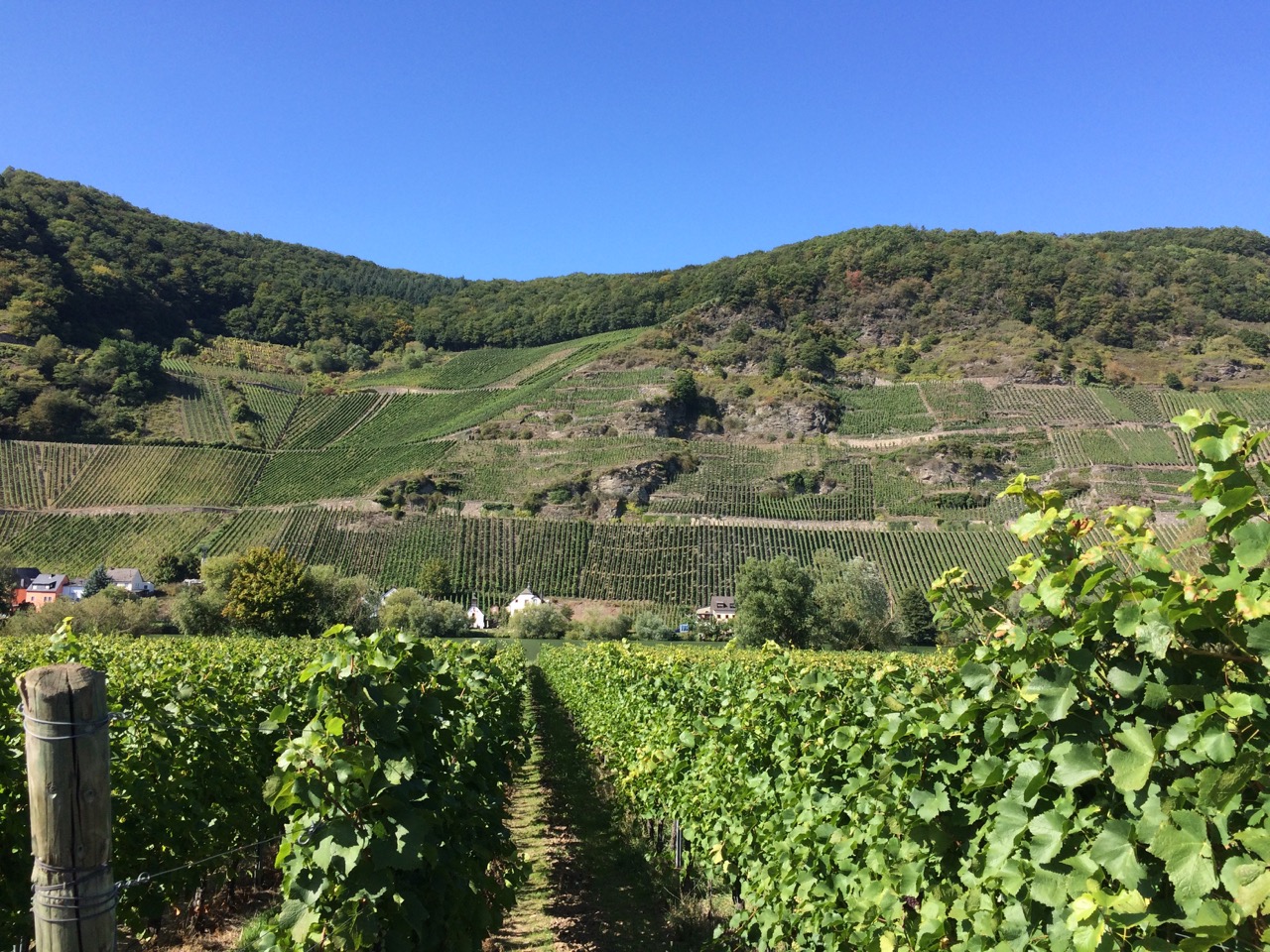 Wein_(c) Martin Wurzer-Berger.jpeg