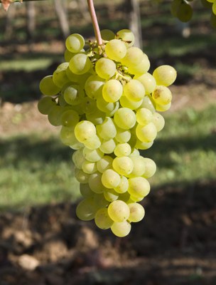 Gelber Malinger (c) Ursula Brühl, Julius Kühn-Institut, Federal Research Centre for Cultivated Plants, Institute for Grapevine Breeding Geilweilerhof