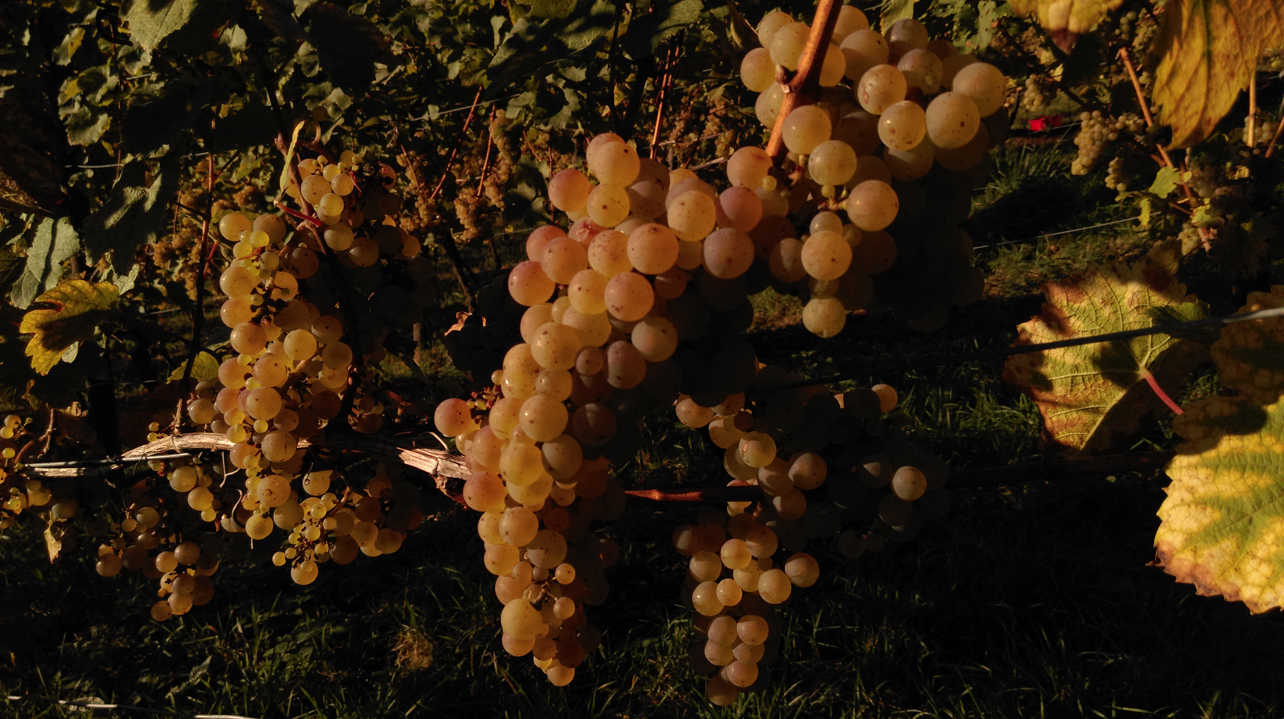 Arche Gelber Malinger_2 (c) Kay Thiel.jpg