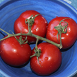 publikationen-radio_slow_food_muenchen_tomaten_112x112.jpg