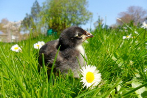 arche-1_augsburger_huhn_2_288.jpg arche-1_augsburger_huhn_2_288.jpg