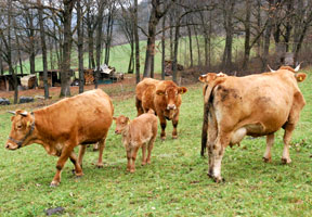 presidi-limpurger_288_1.jpg presidi-limpurger_288_1.jpg