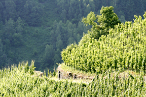 rebstockpatenschaften-boecking_lagen_288.jpg rebstockpatenschaften-boecking_lagen_288.jpg