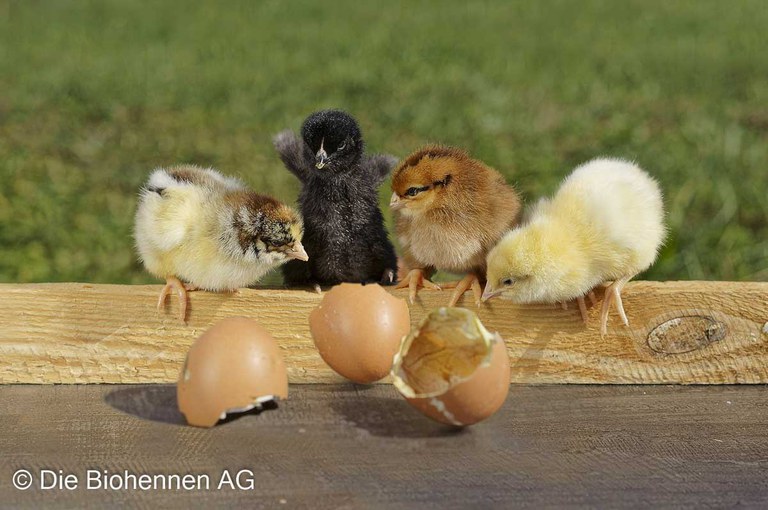 Die Biohennen_ZNH Kükenfoto mit CR.jpg