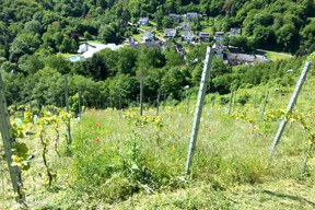 rebstockpatenschaften-neupflanzung_im_ungsberg_c_boeck_288.jpg