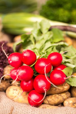 Geschmorter Salatkopf mit Cidre, Drillingen und Radieschen