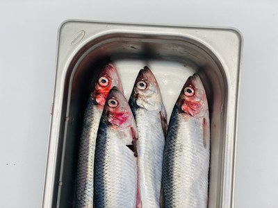 Klare Fischsuppe - Consommé vom Hering