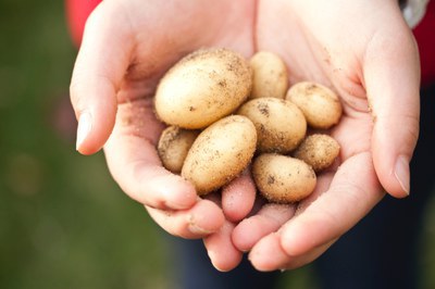 Kartoffelschmarrn Howa und Apfelmus