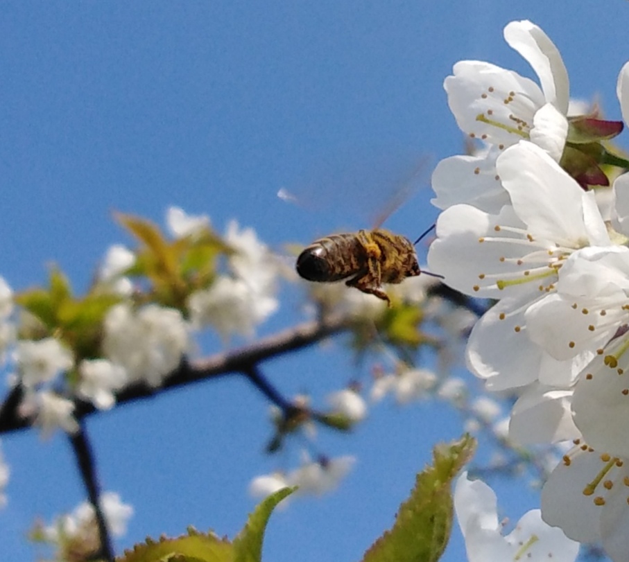 Bienenflug (c) natura-imkerei.jpg