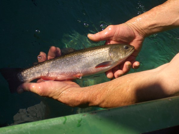 Bio-Bachsaibling aus der Zucht von Benecke's Forellenspezialitäten Nahaufnahme von zwei Händen, die einen Bachsaibling im Wasser halten
