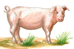 aktuelles-aktuelles_2017-95_thesen_tiere_288.jpg aktuelles-aktuelles_2017-95_thesen_tiere_288.jpg