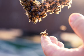 aktuelles-aktuelles_2018-bienen_aktionstag_288x192.jpg aktuelles-aktuelles_2018-bienen_aktionstag_288x192.jpg