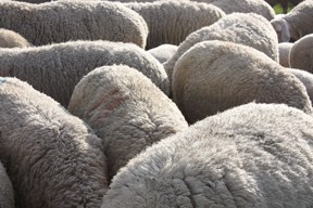 aktionen_2015-merino_fell_288_1.jpg