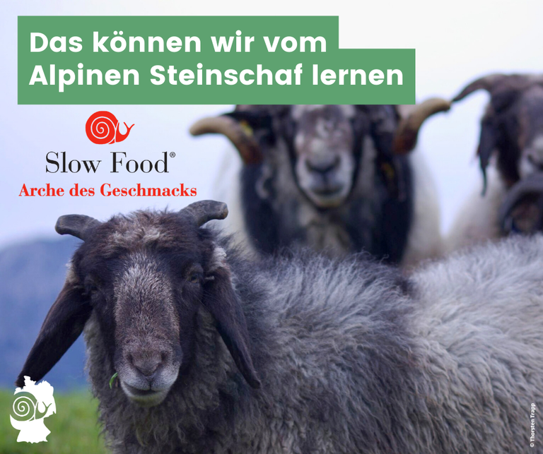 260226_Alpines Steinschaf_FB-LI.png