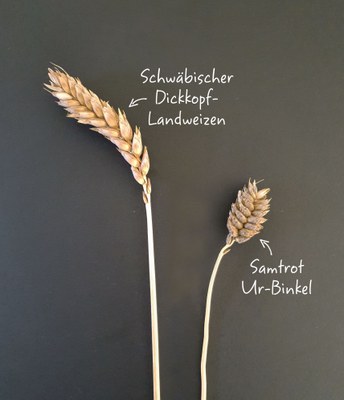 (c) Bäckerhaus Veit