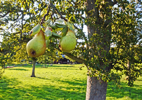 con_ac_b288-2015-09-10-ser-035-hauset-muensterbirnen-fruechte-kom.jpg