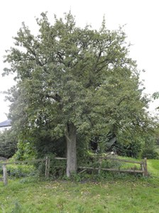 con_ac_b288-muensterbirne_1295.jpg