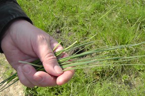 2016.05.01 Kräuterw.BZ (30a).jpg