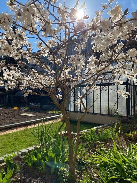 blühender Baum-kom.jpeg